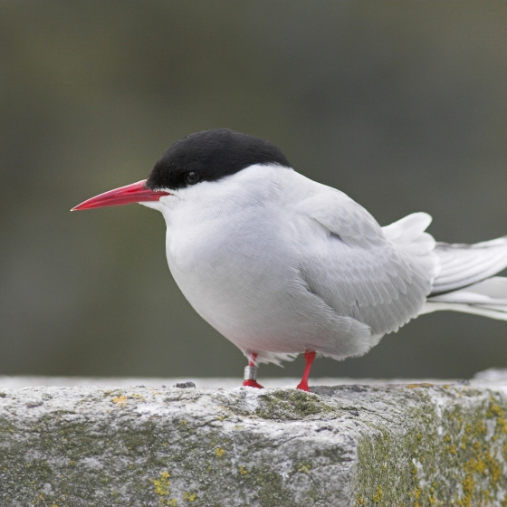 Arctic Tern Bto British Trust For Ornithology